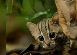 بالفيديو| أصغر قطة شرسة في العالم