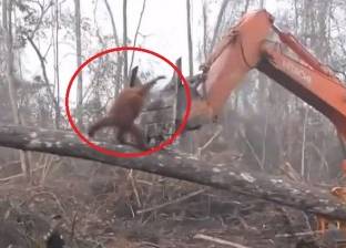 بالفيديو| مشهد مؤثر لقرد يدافع عن "منزله" ويواجه حفارا يقتلع الأشجار