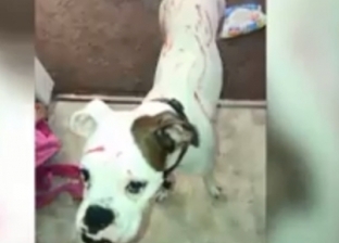 بالفيديو| "دلع بنات".. طفلة تلطخ الكلب الخاص بها بأحمر شفاه