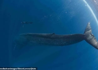 مصور يلتقط "سيلفي" مدهش مع حوت أزرق طوله 25 مترا في قلب المحيط الهندي