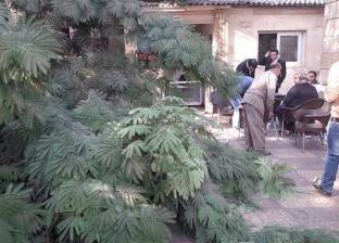 بالصور| سقوط شجرة على استوديو برنامج "مصر جميلة"