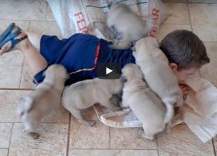 بالفيديو| طفل يلهو مع خمسة كلاب صغيرة.. لن تتوقف عن الضحك