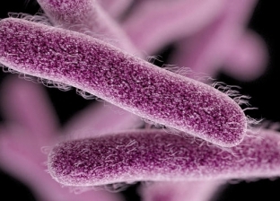 كل ما تريد معرفته عن بكتيريا «الشيجيلا» المُسببة للتسمم