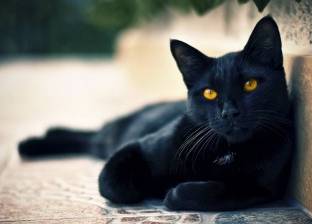 خرافة أم حقيقة.. هل تجلب القطط السوداء النحس؟