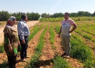 تفاصيل مشروع مستقبل مصر للإنتاج الزراعي.. مقام على 500 ألف فدان