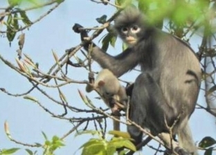 علماء يكتشفون نوعا جديدا من القرود ويطلقون عليه اسم "بوبا لانغور"
