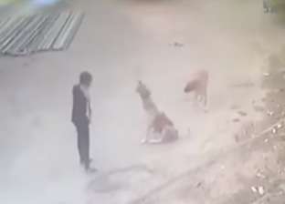 بالفيديو| معركة بين رجل وكلبين تنتهي بطريقة مثيرة