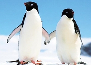 أين يعيش البطريق؟.. «الإمبراطور وأديل» يفضلان البقاء في القطب الجنوبي