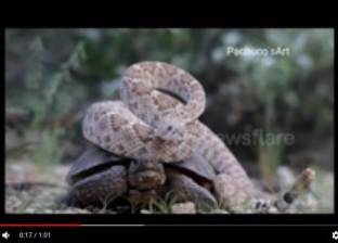 بالفيديو| سائح يوثق قصة صداقة بين ثعبان وسلحفاة في "أريزونا" الأمريكية