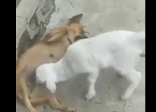 بالفيديو| حمل صغير يهاجم كلبة بعدوانية ليرضع من ثدييها بالقوة