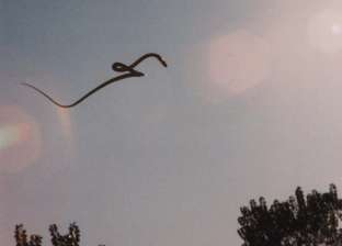 فيديو.. ثعابين الجنة تطير في الهواء.. وباحثون يفسرون الظاهرة الغريبة