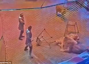 بالفيديو| نمر يهاجم أسدا في سيرك روسي