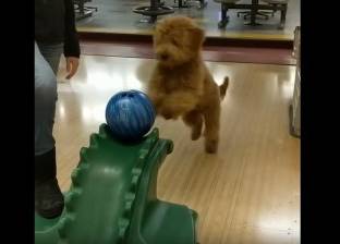 بالفيديو| كلب صغير يلعب البولينج بمهارة كبيرة