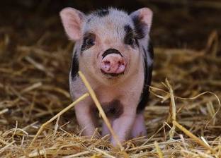 علماء يزعمون: "عقول الخنازير" تقود الإنسان للخلود