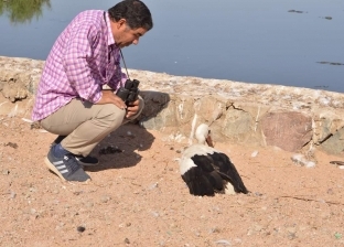 5 معلومات عن طائر اللقلق الأبيض الذي عثر عليه بسيناء: يعيش 30 عاما