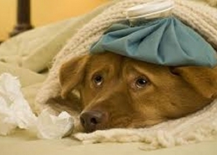 "إنفلونزا الكلاب" فيروس جديد يهدد حياة البشر.. وبيطري: موجود في مصر