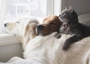 بالصور| "كلبان وقط" صداقة لا تعرف "النوع"