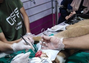 جراحة عاجلة تنقذ حياة كلب من الموت في كفر الشيخ.. «مكنش قادر يتنفس»