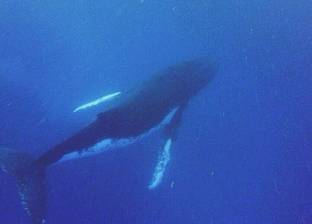 هيبكا: الحوت الأحدب يهاجر لمسافة 25 ألف كيلو متر سنويا
