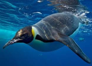 بالفيديو| طائر البطريق يغطس 32 دقيقة فى أعماق البحار بدون تنفس