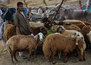 «التموين»: طرح 7 آلاف «خروف» فى العيد بـ60 جنيهاً للكيلو