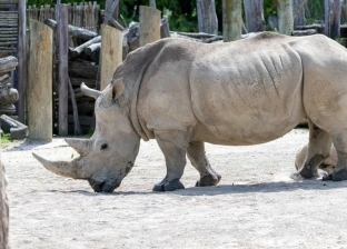 تصرف غريب من وحيد القرن في حديقة الحيوانات بالنمسا.. ما القصة؟
