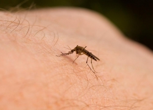 كل ما تريد معرفته عن مرض الملاريا: أعراضه تظهر بعد 10 أيام