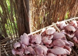 الدجاجة بـ4 جنيهات.. "هاني" يوفر طعام للحيوانات: رفضت عروض غير مشروعة