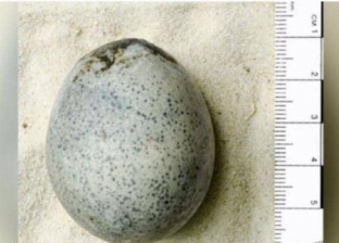 في بريطانيا.. عثروا على بيض عمره 1700 عام.. وكسروه بالخطأ