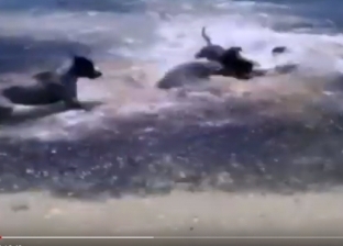 فيديو| "خناقة" بين كلاب وأسماك قرش.. وأشخاص يصيحون لإنقاذ الموقف