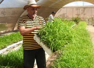 رئيس بحوث الصحراء: توصلنا لأقلمة نبات "البانيكم" لتحمل الملوحة بمطروح