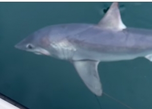 معركة شرسة بين 7 صيادين وقرش عملاق وزنه ربع طن «فيديو»