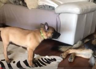 بالفيديو| جرو صغير يهاجم كلبا ضخما.. النهاية كوميدية جدا