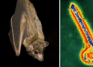 اكتشاف فيروس قاتل في خفافيش "الفاكهة المصرية" بغرب إفريقيا