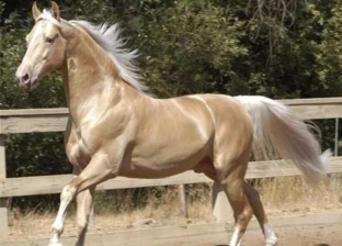 الرئيس التركمانستاني يصمم ثمثالا تذكاريا لحصان والداه.. خيل ذهبي أصيل