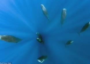 بالصور| كيف تنام الحيتان تحت الماء؟
