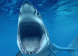 سلوكيات بشرية تغير طبيعة أسماك القرش.. منها إلقاء المخلفات وبقايا الطعام