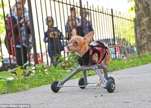 بالصور| "تشيهواهوا "كلب بدون ساقين.. وفريق بيطري يحارب إعاقته