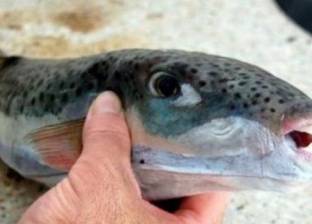بالفيديو| سمكة مطهية تعود للحياة.. "زومبي"