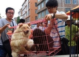 مدينة صينية تمنع تناول الكلاب والقطط بسبب كورونا