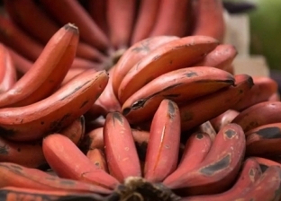 فوائد كبيرة لتناول الموز الأحمر.. يساعد على الوقاية من الأمراض المزمنة