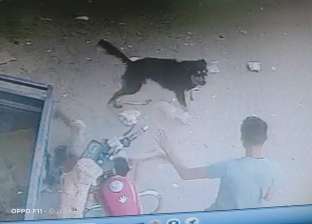إصابة 5 سيدات عقرهن كلب ضال في مركز الشهداء بالمنوفية