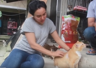 بالفيديو| إندونيسية ترعى 158 قطة في ملجأ داخل بيتها