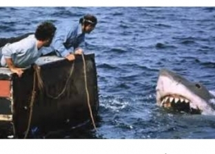 أستاذ أحياء مائية: القرش ليس عدوا للإنسان واليابانيون يستخدمونه للزينة