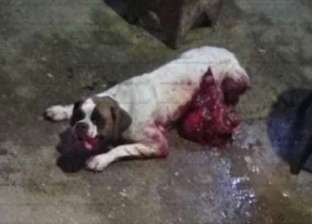 6 ديسمبر.. أولى جلسات محاكمة الجزار المتهم بقتل "كلب الدقي"