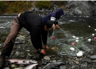 أمريكا تنفذ أكبر عملية لإزالة السدود في تاريخها لإنقاذ سمك «السلمون»