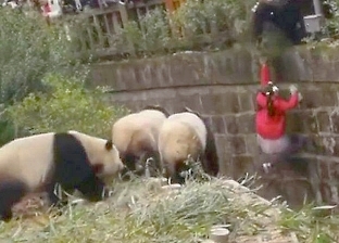 فيديو يحبس الأنفاس.. لحظة إنقاذ طفلة من بيت الدببة