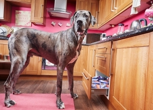 نفوق أطول كلب في العالم بعد 8 سنوات من أكل الحلوى وصاحبته:كان قلبه كبير