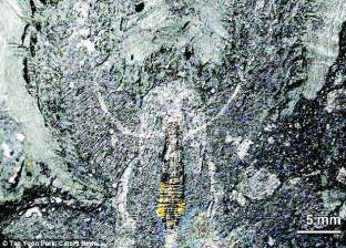 العثور على أدمغة مجمدة من نصف مليار سنة داخل صخور جزيرة بالدنمارك