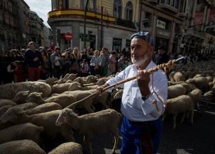 بالصور| مئات الأغنام تتجول في "مدريد" والسبب "مهرجان من العصور الوسطى"